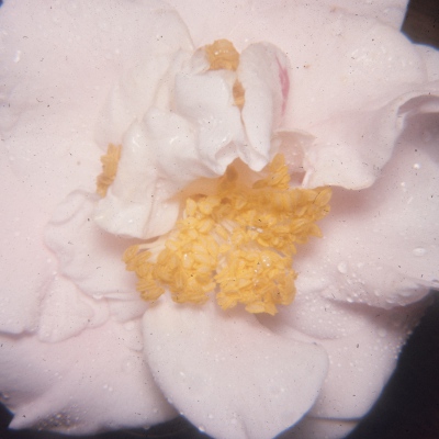 Lucille Jackson Harris